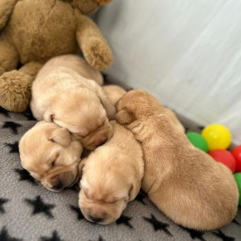 chiot (Portée Charlotte ❤ Ronnie 2026) - Femelle sable du Fond de la Noye Femelle Retriever du Labrador