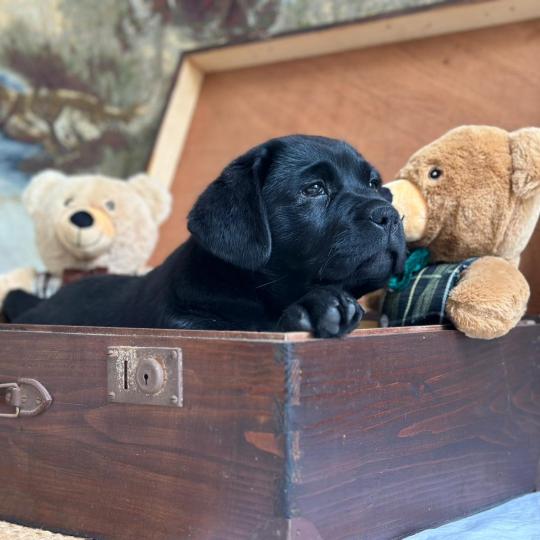 chiot (Portée Charlotte ❤ Ronnie 2026) - Mâle noir du Fond de la Noye Mâle Retriever du Labrador
