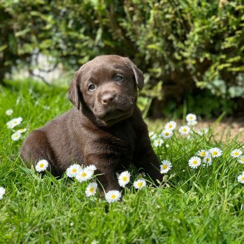 chiot (Portée Lesya ❤ Louie 2025) - Femelle chocolat du Fond de la Noye Femelle Retriever du Labrador