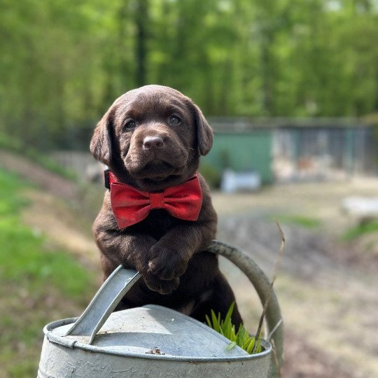 chiot (Portée Lesya ❤ Louie 2025) - Mâle chocolat du Fond de la Noye Mâle Retriever du Labrador