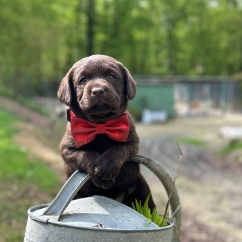 chiot (Portée Lesya ❤ Louie 2025) - Mâle chocolat du Fond de la Noye Mâle Retriever du Labrador