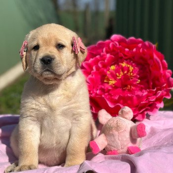 chiot (Portée Margot ❤ Ronnie 2025) - Femelle sable du Fond de la Noye Femelle Retriever du Labrador