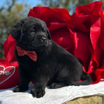 chiot (Portée Margot ❤ Ronnie 2025) - Mâle noir du Fond de la Noye Mâle Retriever du Labrador