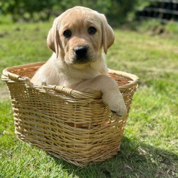 chiot (Portée Vaïa ❤ Ravel 2026) - Mâle sable du Fond de la Noye Mâle Retriever du Labrador