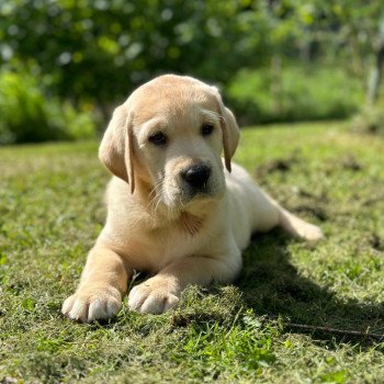 chiot (Portée Margot ❤ Ronnie 2025) - Mâle sable du Fond de la Noye Mâle Retriever du Labrador