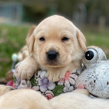chiot (Portée Pavlova ❤ Brest 2023) - Femelle sable du Fond de la Noye Femelle Retriever du Labrador