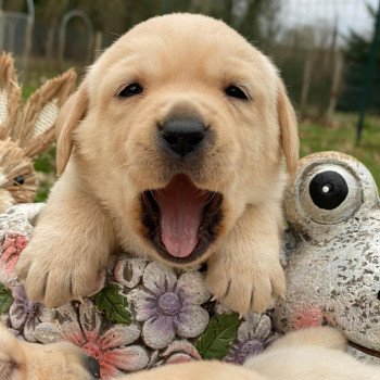 chiot (Portée Pavlova ❤ Brest 2023) - Mâle sable du Fond de la Noye Mâle Retriever du Labrador