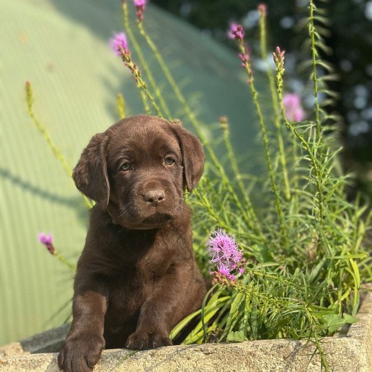chiot Retriever du Labrador chocolat chiot (Portée Réglisse ❤ Louie 2025) - Mâle chocolat élevage du Fond de la Noye  