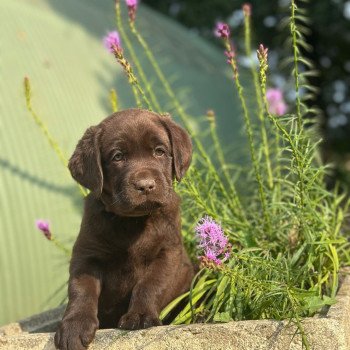 chiot (Portée Réglisse ❤ Louie 2025) - Mâle chocolat du Fond de la Noye Mâle Retriever du Labrador