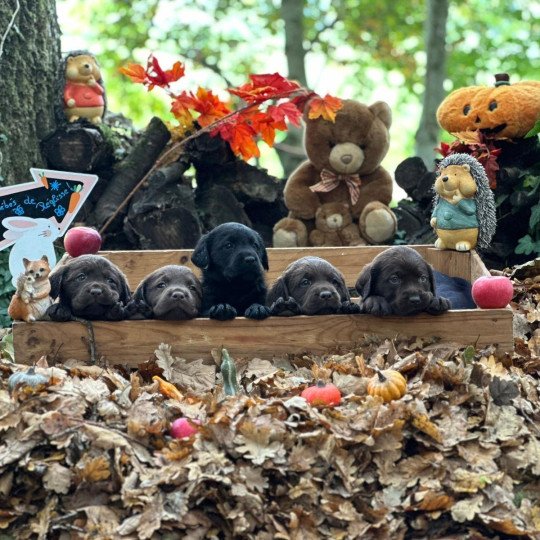 chiot Retriever du Labrador chocolat chiot (Portée Réglisse ❤ Louie 2025) - Mâle chocolat élevage du Fond de la Noye  