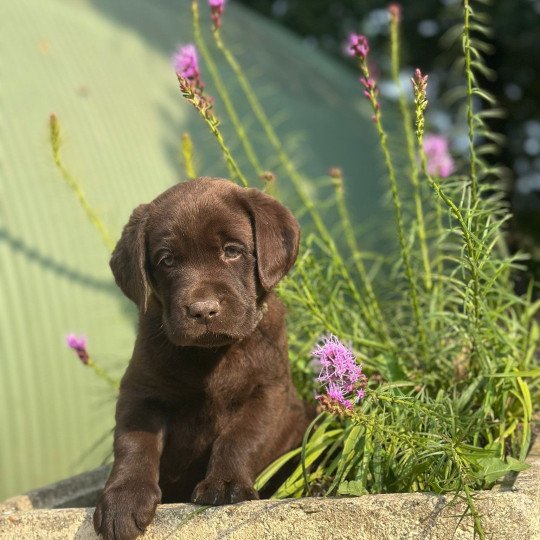 chiot Retriever du Labrador chocolat chiot (Portée Réglisse ❤ Louie 2025) - Mâle chocolat élevage du Fond de la Noye  