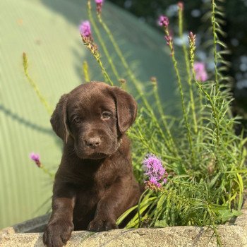 chiot (Portée Réglisse ❤ Louie 2025) - Mâle chocolat du Fond de la Noye Mâle Retriever du Labrador