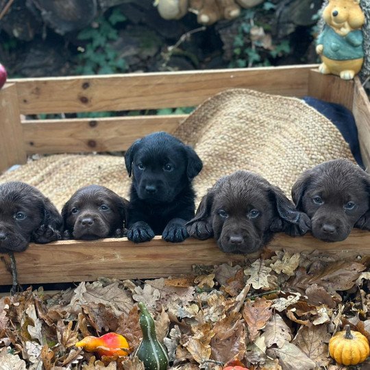 chiot Retriever du Labrador chocolat chiot (Portée Réglisse ❤ Louie 2025) - Mâle chocolat élevage du Fond de la Noye  