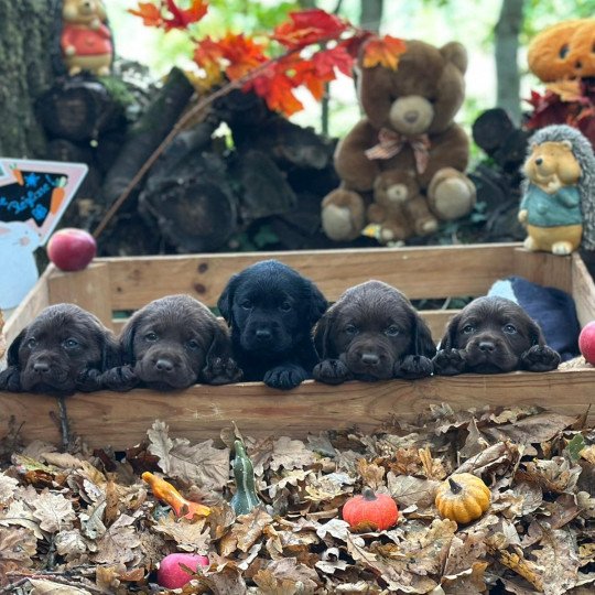 chiot Retriever du Labrador chocolat chiot (Portée Réglisse ❤ Louie 2025) - Mâle chocolat élevage du Fond de la Noye  