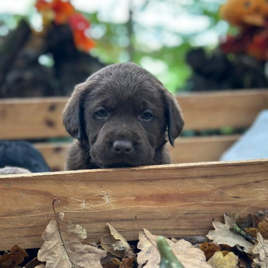 chiot Retriever du Labrador chocolat chiot (Portée Réglisse ❤ Louie 2025) - Mâle chocolat élevage du Fond de la Noye  