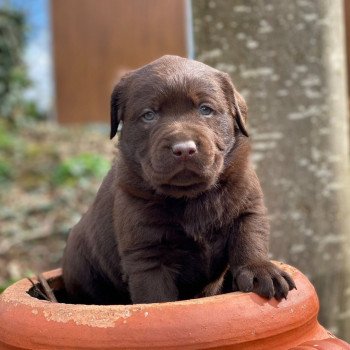 chiot (Portée Réglisse ❤ Winston 2023) - Femelle chocolat du Fond de la Noye Femelle Retriever du Labrador