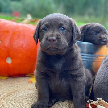 chiot (Portée Réglisse ❤ Winston 2026) - Mâle chocolat du Fond de la Noye Mâle Retriever du Labrador