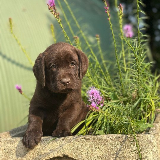chiot (Portée Salsa ❤ Winston 2025) - Mâle chocolat du Fond de la Noye Mâle Retriever du Labrador
