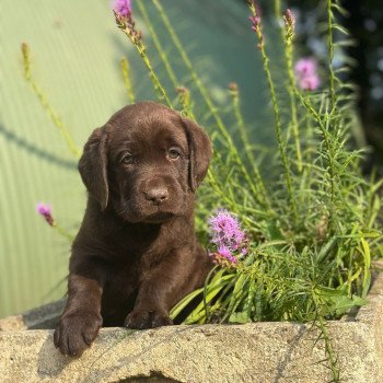 chiot (Portée Salsa ❤ Winston 2025) - Mâle chocolat du Fond de la Noye Mâle Retriever du Labrador