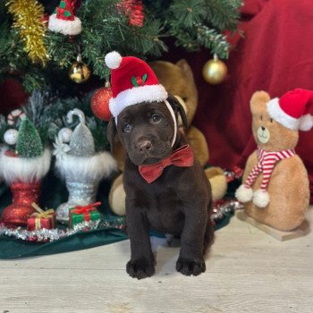 chiot (Portée Salsa ❤ Winston 2025) - Mâle chocolat du Fond de la Noye Mâle Retriever du Labrador