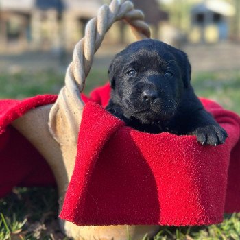 chiot (Portée Réglisse ❤ Winston 2026) - Mâle noir du Fond de la Noye Mâle Retriever du Labrador