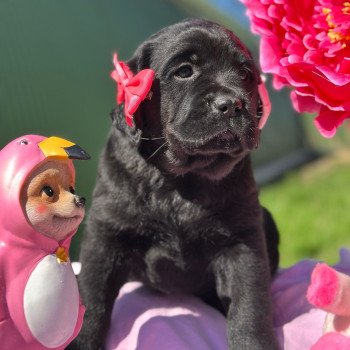 chiot (Portée Séville ❤ Ravel 2025) - Femelle noire du Fond de la Noye Femelle Retriever du Labrador