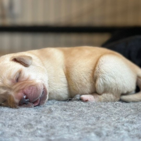 chiot (Portée Séville ❤ Ravel 2025) - Mâle sable du Fond de la Noye Mâle Retriever du Labrador