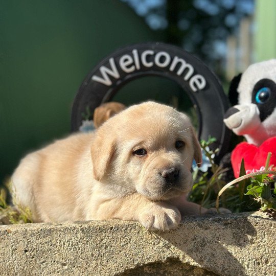 chiot Retriever du Labrador sable chiot (Portée Tallinn ❤ George 2025) - Mâle sable élevage du Fond de la Noye  