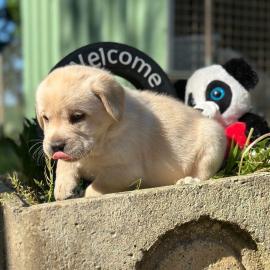 chiot Retriever du Labrador sable chiot (Portée Tallinn ❤ George 2025) - Mâle sable élevage du Fond de la Noye  