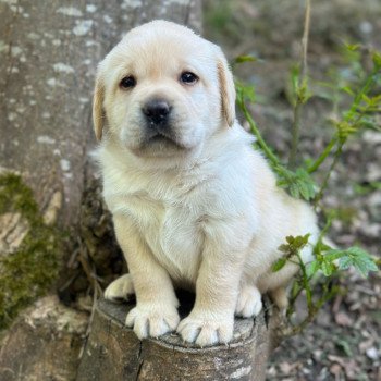 chiot (Portée Tallinn ❤ George 2025) - Mâle sable du Fond de la Noye Mâle Retriever du Labrador