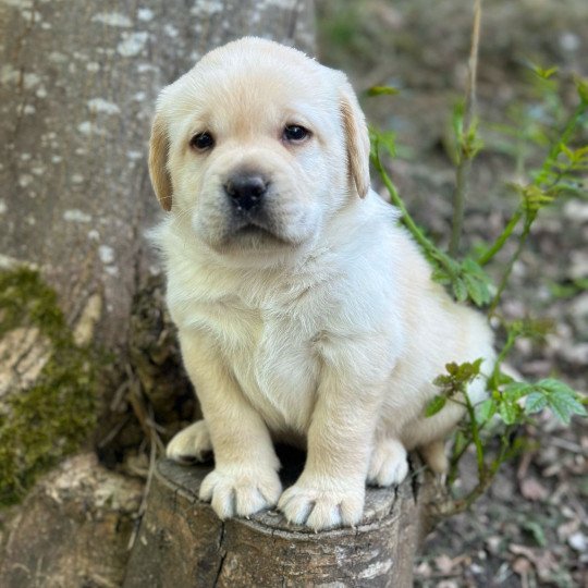 chiot Retriever du Labrador sable chiot (Portée Tallinn ❤ George 2025) - Mâle sable élevage du Fond de la Noye  