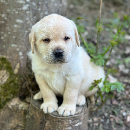 chiot Retriever du Labrador sable chiot (Portée Tallinn ❤ George 2025) - Mâle sable élevage du Fond de la Noye  