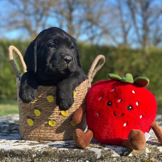 chiot (Portée Uruguay ❤ Ravel 2026) - Femelle noire du Fond de la Noye Femelle Retriever du Labrador