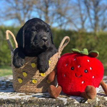 chiot (Portée Uruguay ❤ Ravel 2026) - Femelle noire du Fond de la Noye Femelle Retriever du Labrador