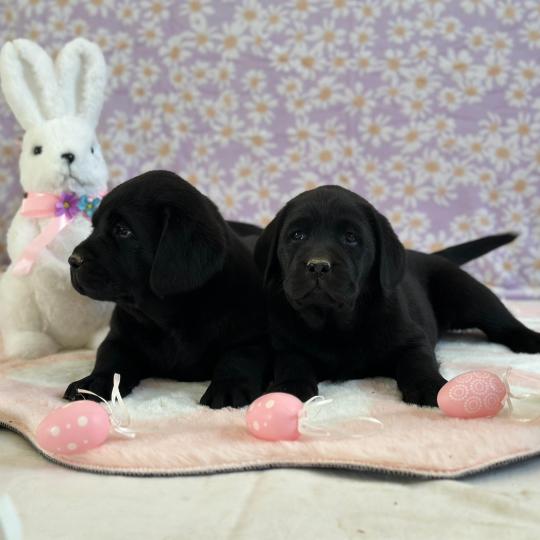 chiot (Portée Uruguay ❤ Ravel 2026) - Mâle noir du Fond de la Noye Mâle Retriever du Labrador