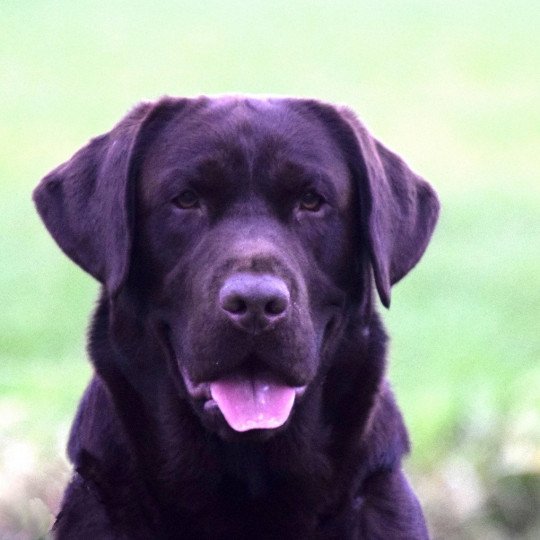 chien Retriever du Labrador chocolat Louie Le Beau élevage du Fond de la Noye  