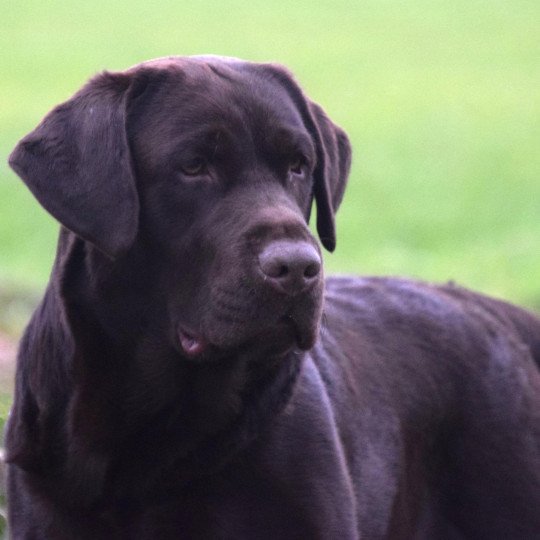 chien Retriever du Labrador chocolat Louie Le Beau élevage du Fond de la Noye  