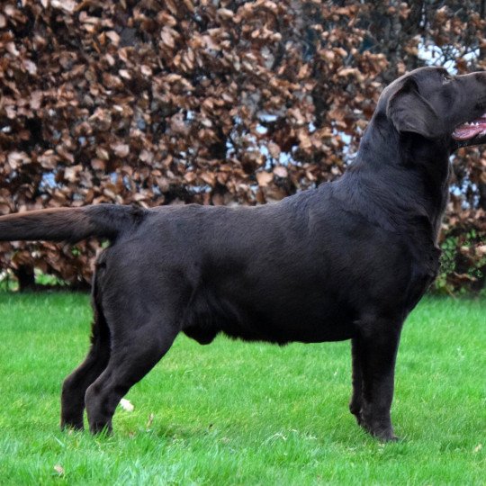 chien Retriever du Labrador chocolat Louie Le Beau élevage du Fond de la Noye  
