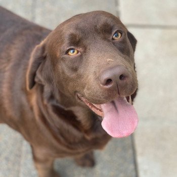 Rutabaga of Misty Dreams Femelle Retriever du Labrador