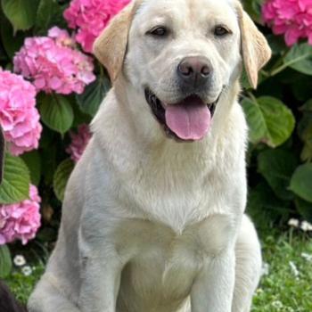 Uruguay du Fond de la Noye Femelle Retriever du Labrador