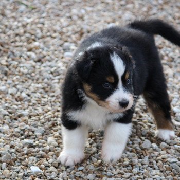 Elevage Des Eoles Du Sor Elevage De Chien Berger Australien