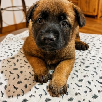 1er chiot (Portée Unik ❤ Nins 2026) - Femelle  Femelle Berger belge