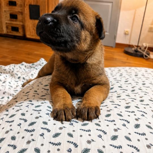 2e chiot (Portée Unik ❤ Nins 2026) - Femelle  Femelle Berger belge