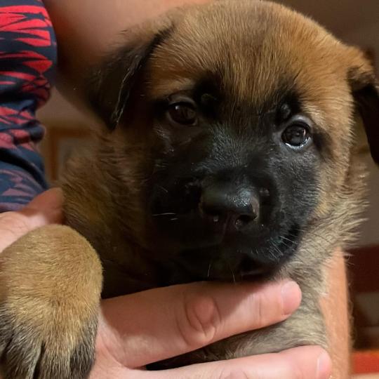chiot Berger belge Elevage de la Garde des Albères  