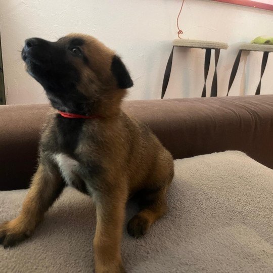 chiot Berger belge Rouge Elevage de la Garde des Albères  