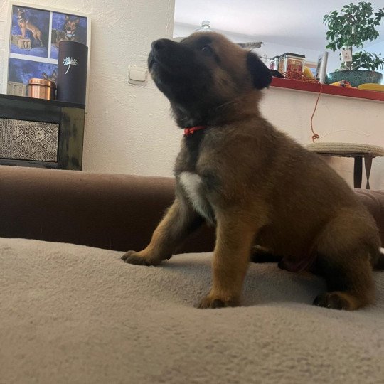chiot Berger belge Rouge Elevage de la Garde des Albères  