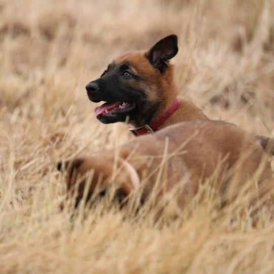 chiot Berger belge Rouge Elevage de la Garde des Albères  