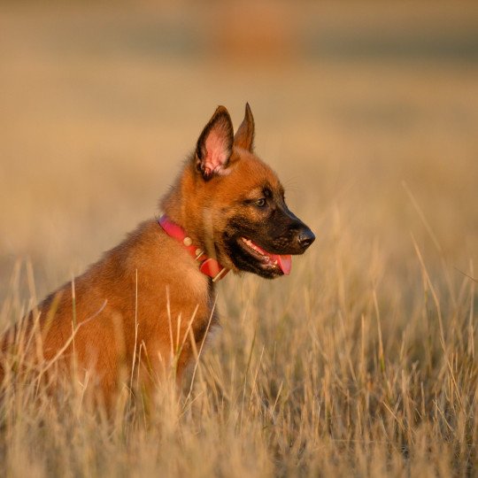 chiot Berger belge Rouge Elevage de la Garde des Albères  