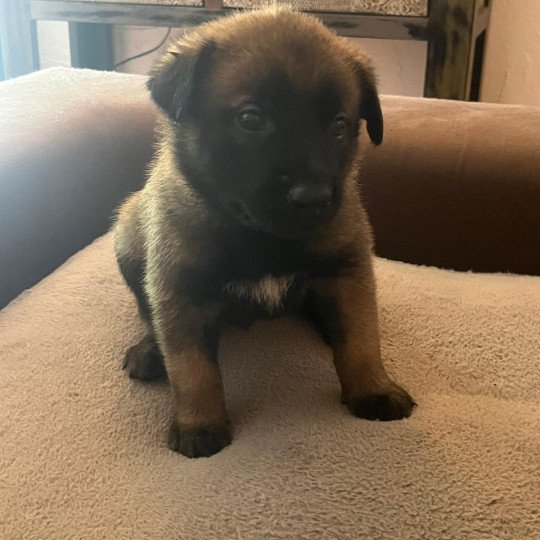 Jaune Mâle Berger belge