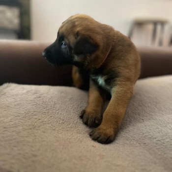 Rose Mâle Berger belge